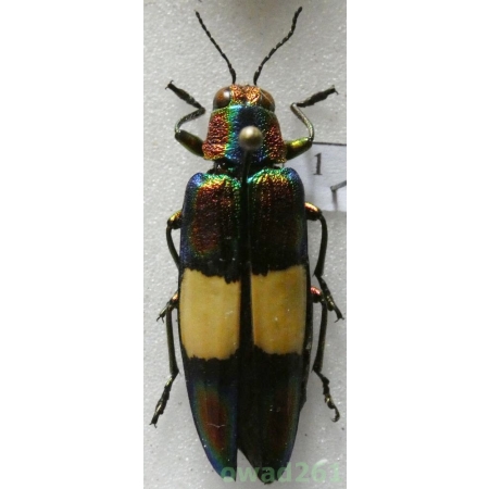 Chrysochroa ephippigera White, 1867 Thailand 30mm1